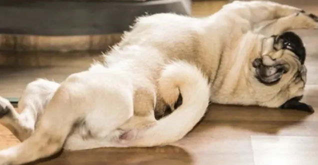 狗老了腿不好使了怎么办呢