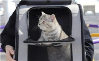 公交车可以带猫吗