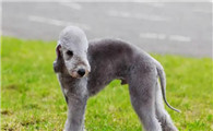 贝灵顿犬为什么禁养?这个原因有必要知道