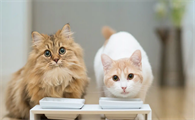 猫脚底溃烂是什么原因引起的怎么治疗
