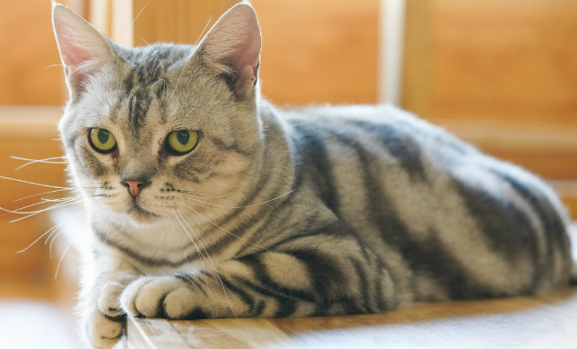 夏天猫咪食欲下降怎么回事 夏天猫咪食欲下降怎么回事