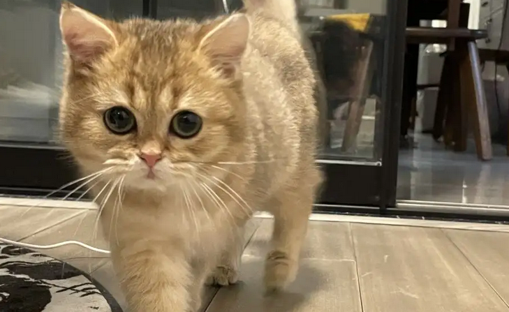 小猫多大可以断奶 小猫多大可以断奶