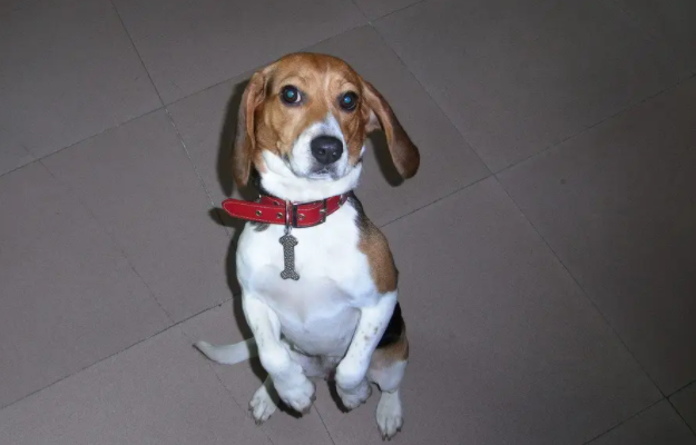 哈利犬品种纯不纯怎么看？技巧都在这里！