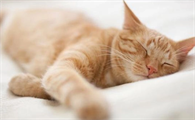 猫咪换了新环境呼吸急促会不会有事
