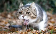 猫吐食物是什么原因