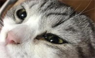 猫咪一个眼睛分泌物特别多
