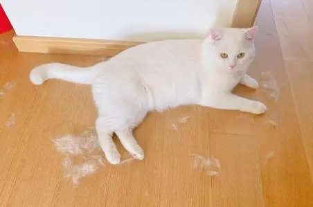 布偶猫为什么不能养 布偶猫为什么不能养
