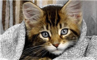 猫脖子一侧突然肿了