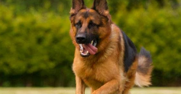 德国牧羊犬的优点和缺点是什么？快来了解一下吧