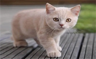 便宜又适合学生养的猫