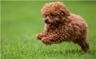 泰迪幼犬有点拉稀怎么办