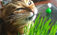 猫草对猫有什么作用