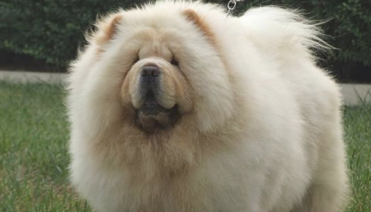 松狮犬多少钱一只 白色 松狮犬多少钱一只 白色