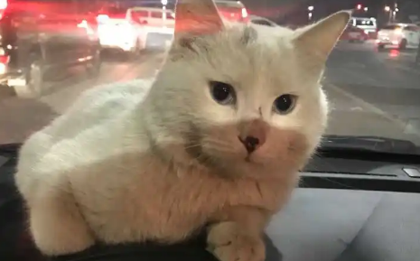 猫可以上公交车吗