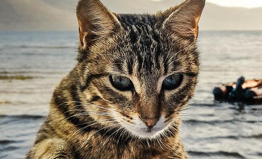 猫咪吃过肠胃宝为什么还拉稀