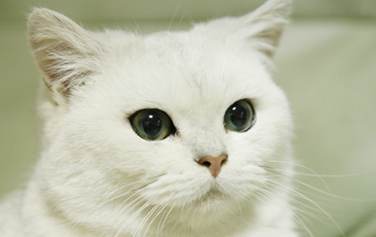 一个月大的猫咪大概多大 一个月大的猫咪大概多大