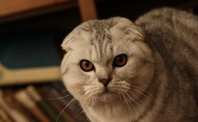折耳猫过了几岁不发病?有必要知道 折耳猫过了几岁不发病?有必要知道