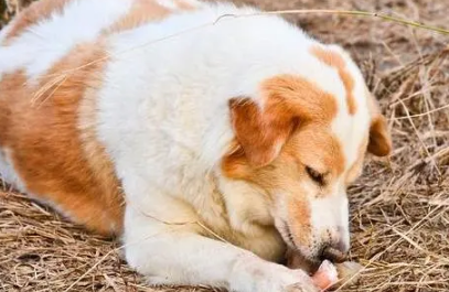 狗狗吃石头怎么办 狗狗吃石头怎么办