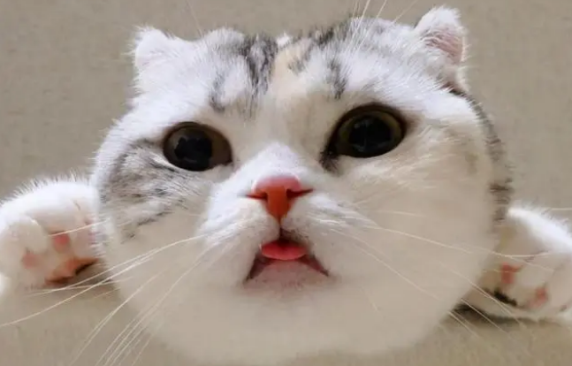 猫咪夏天吐舌头喘气是什么意思呀