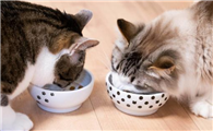 怎么判断猫对猫粮过敏