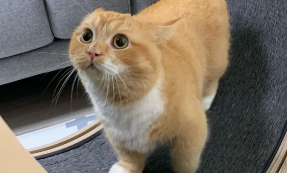 猫咪拉肚子怎么办
