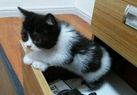 区分黑白英短和奶牛猫的方法,可以来这里看看! 区分黑白英短和奶牛猫的方法,可以来这里看看!