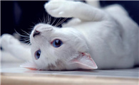 猫传腹最明显的症状