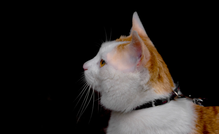 猫呼吸频率特别快怎么回事啊