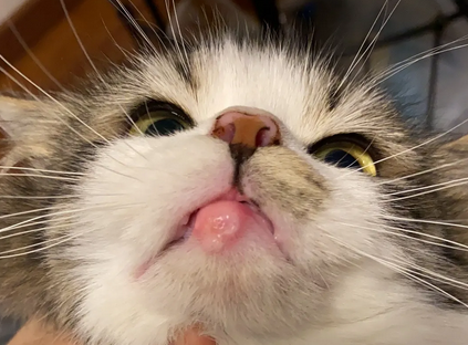 猫脸上长了个大包怎么回事 猫脸上长了个大包怎么回事