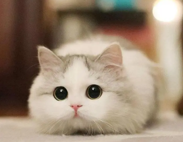 猫咪眼睛流脓封眼用什么药比较有效 猫咪眼睛流脓封眼用什么药比较有效