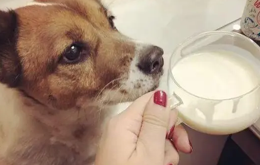 狗能喝牛奶吗