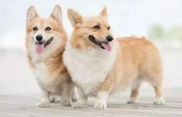 狗狗吃什么补钙的食物