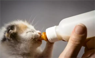 20天的小猫能养活吗