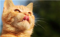 猫喜欢伸舌头是怎么回事