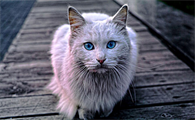 猫淋巴结肿大就是传腹吗