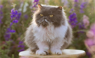夏天猫咪掉毛很严重怎么办