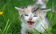一个月的猫多久洗一次澡比较好