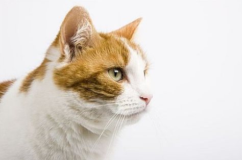 猫一顿吃多少猫粮 猫一顿吃多少猫粮