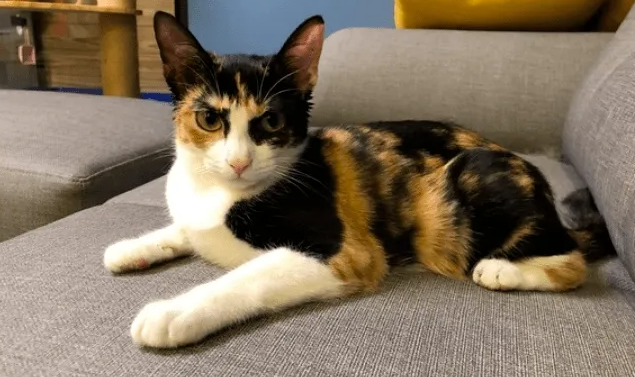 三花猫性格特点,感兴趣的快来了解一下 三花猫性格特点,感兴趣的快来了解一下