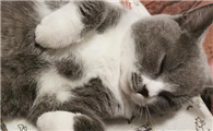 猫癣长了新毛为什么还有荧光