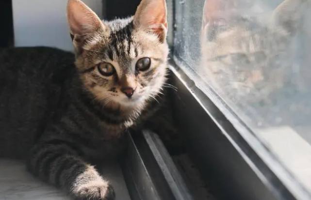 猫咪生产前拉稀正常吗怎么办