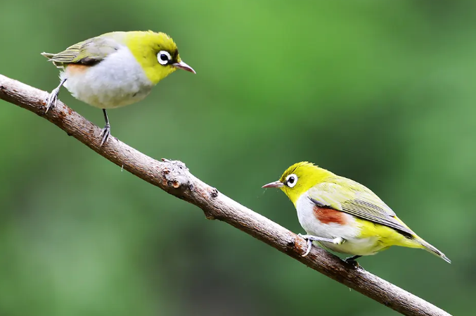 红胁绣眼鸟价格几十几百元不等一只,红胁绣眼鸟(学名:zosterops