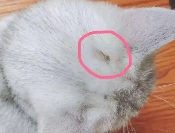 小猫咪得了猫癣怎么办去药店买什么药