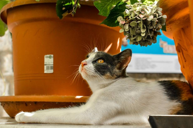 Cankeys看奇:你真的不好奇猫猫眼中的世界吗? Cankeys看奇:你真的不好奇猫猫眼中的世界吗?