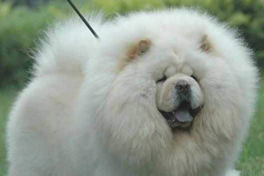 松狮犬多少钱一只 成年 松狮犬多少钱一只 成年