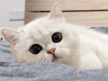 养猫小常识:小猫肛门外凸红肿怎么解决 养猫小常识:小猫肛门外凸红肿怎么解决