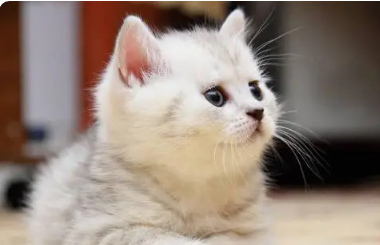 怀孕的猫特粘人怎么回事 怀孕的猫特粘人怎么回事
