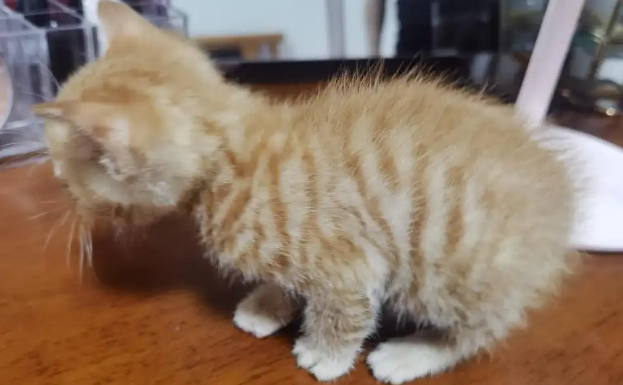 一个月小猫拉肚子怎么办