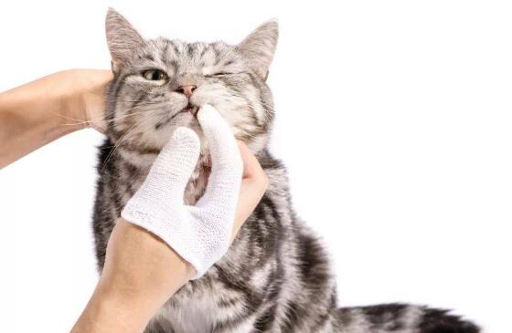 猫咪轻微口炎怎么办吃什么药 猫咪轻微口炎怎么办吃什么药