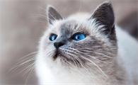 怎么判断母猫要生了